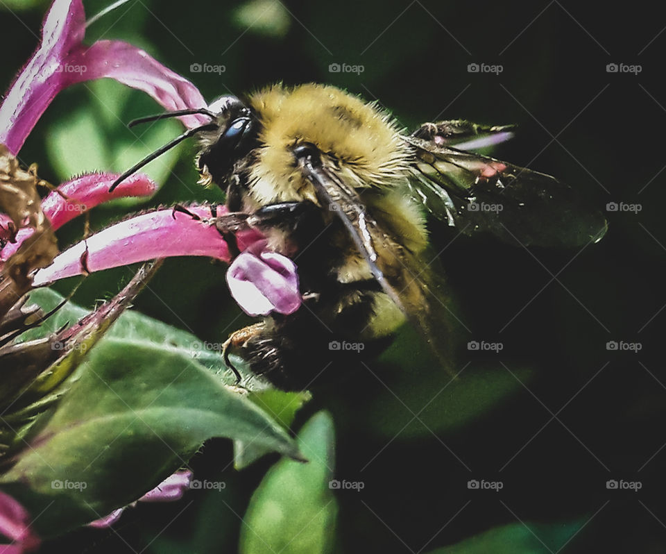 Fuzzy bumblebee, stopping to drink some nectar of a pink beebalm flower.