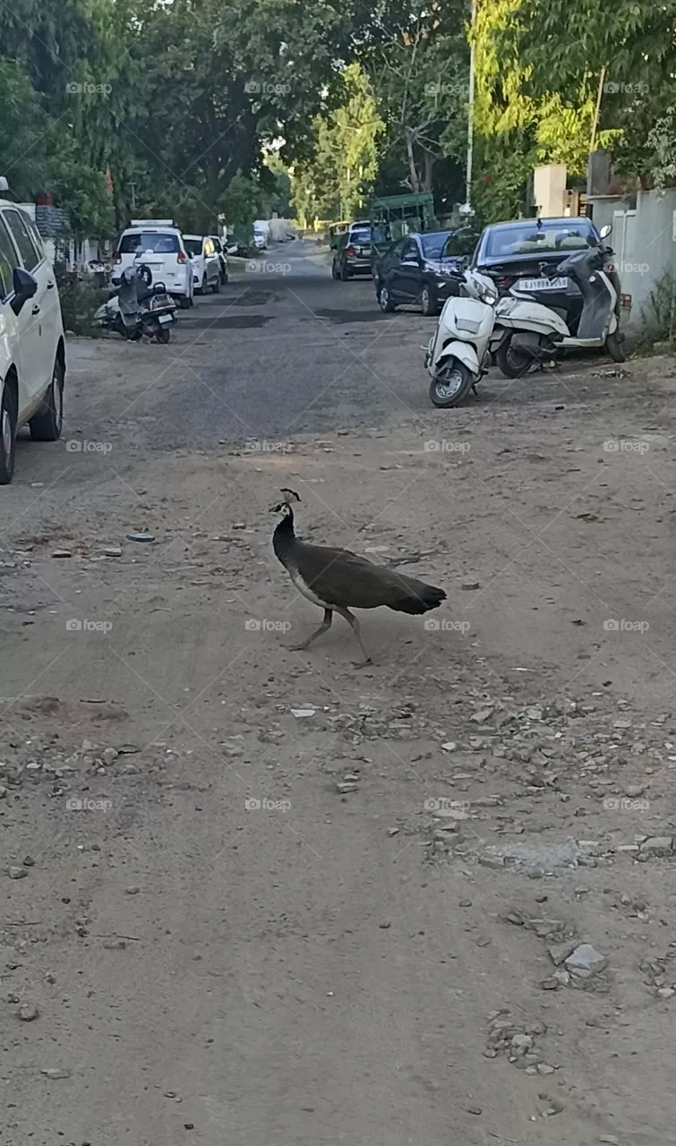 Peahen