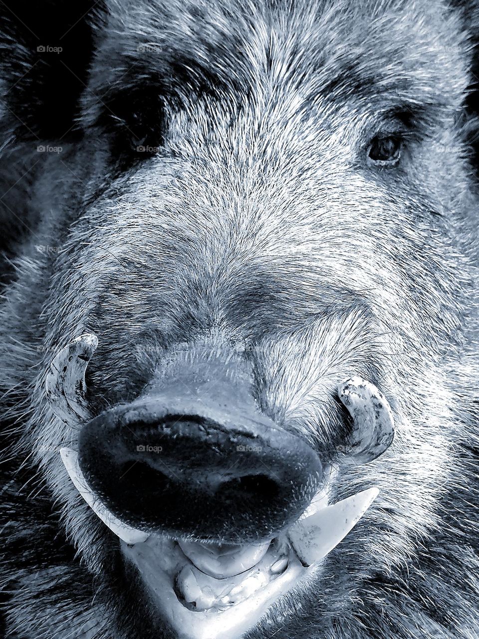 Animals.  Mammals.  Predators.  A wild boar with an open mouth looks menacingly.  Male with large tusks