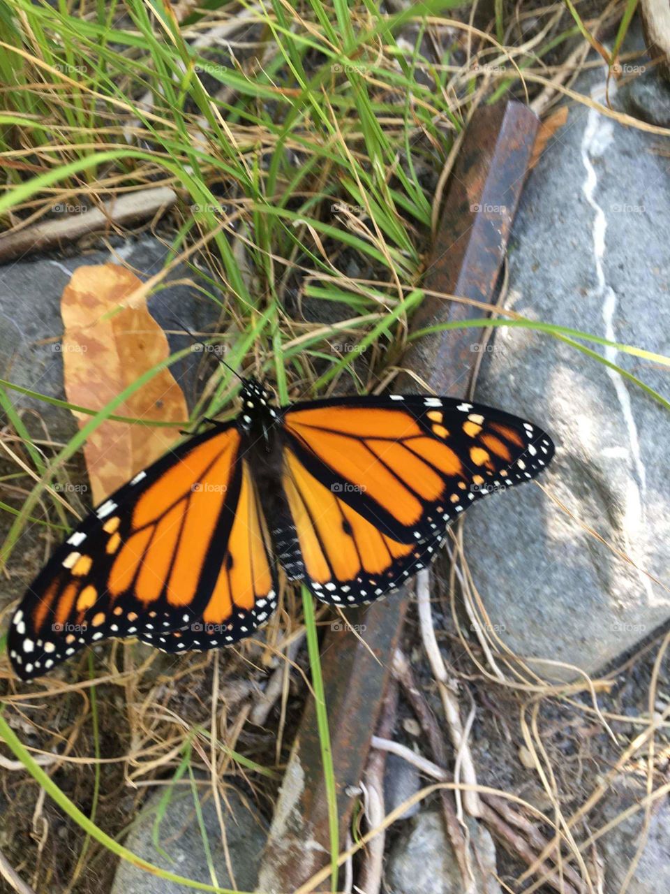 Monarch butterfly