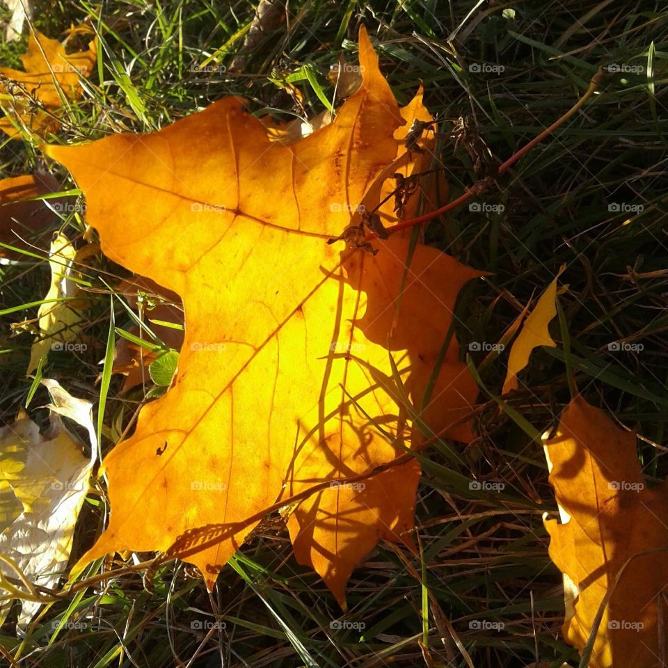 maple leaf on the grass
maple leaf, maple leaf in the sun, autumn colors, autumn is a wonderful time,