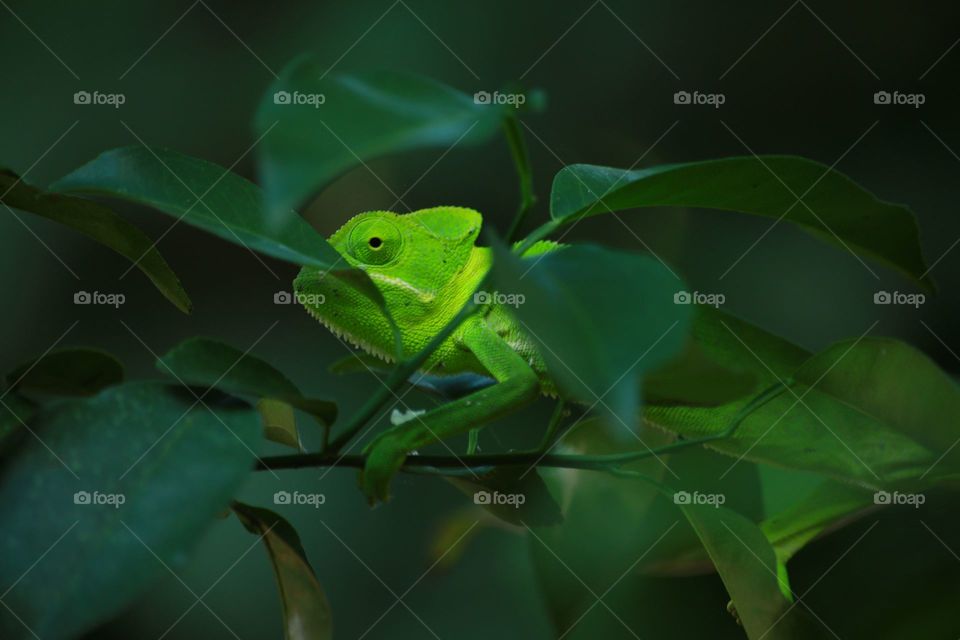 Chameleon 
