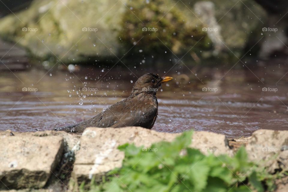 Blackbird hen bathing and splashing 