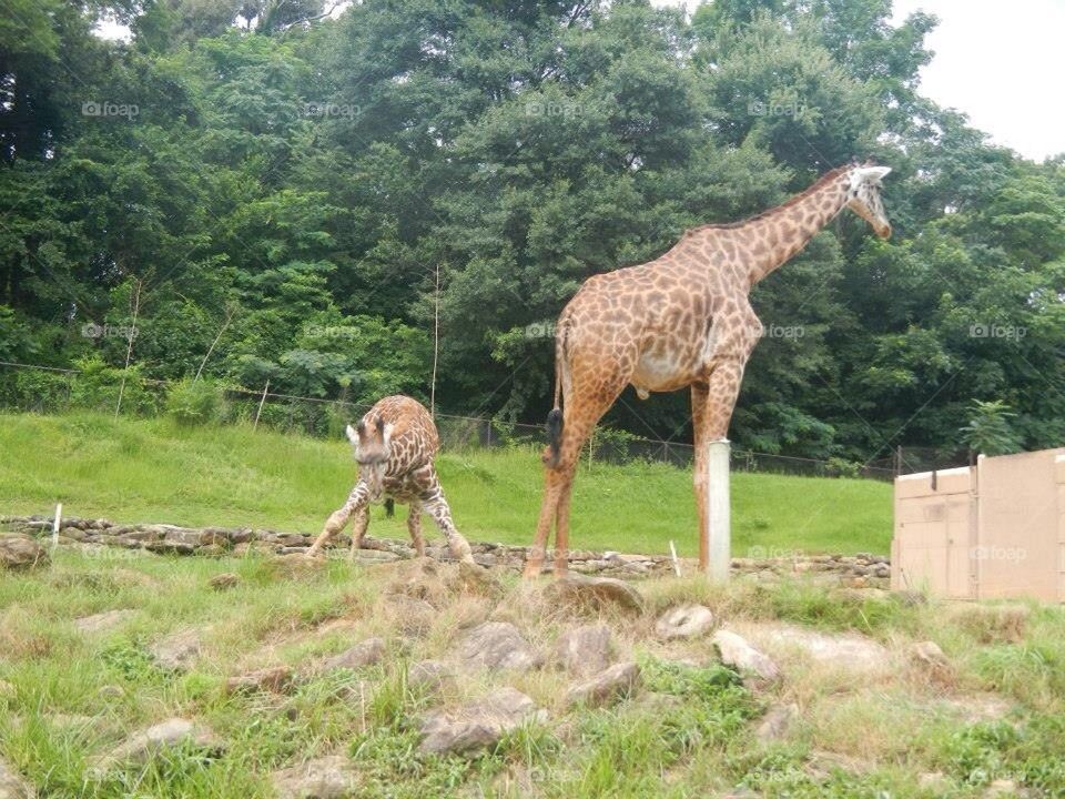 Zoo