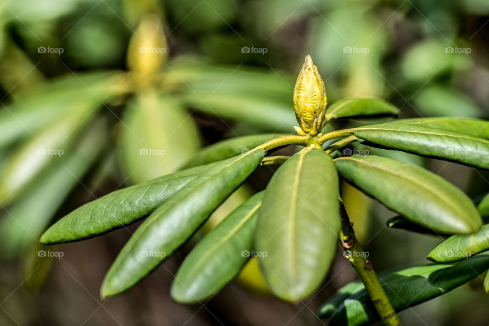 Flower Buds