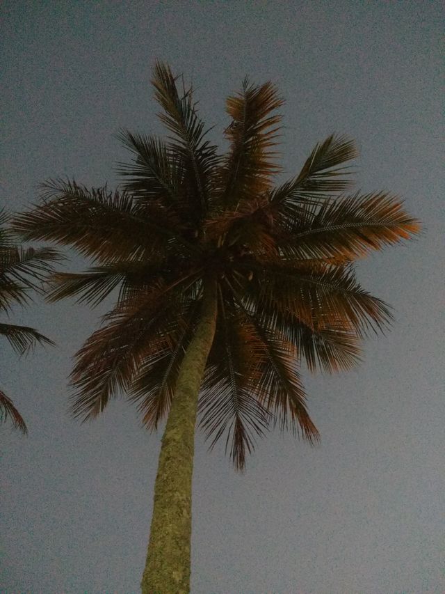 lindo