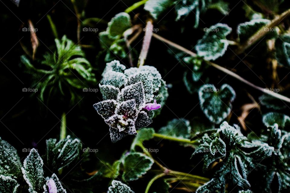 frosted plant laying over in the early morning sun