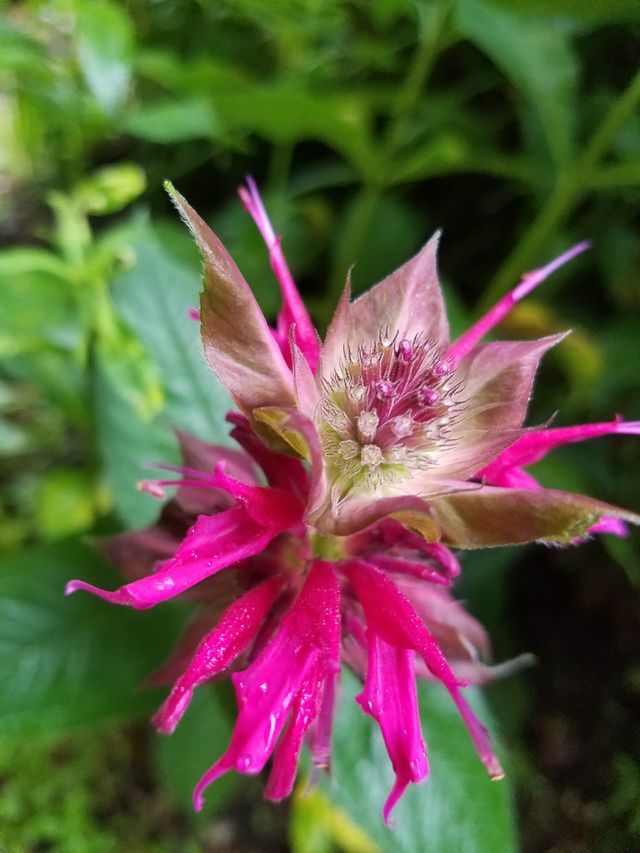 Close-up of a flower