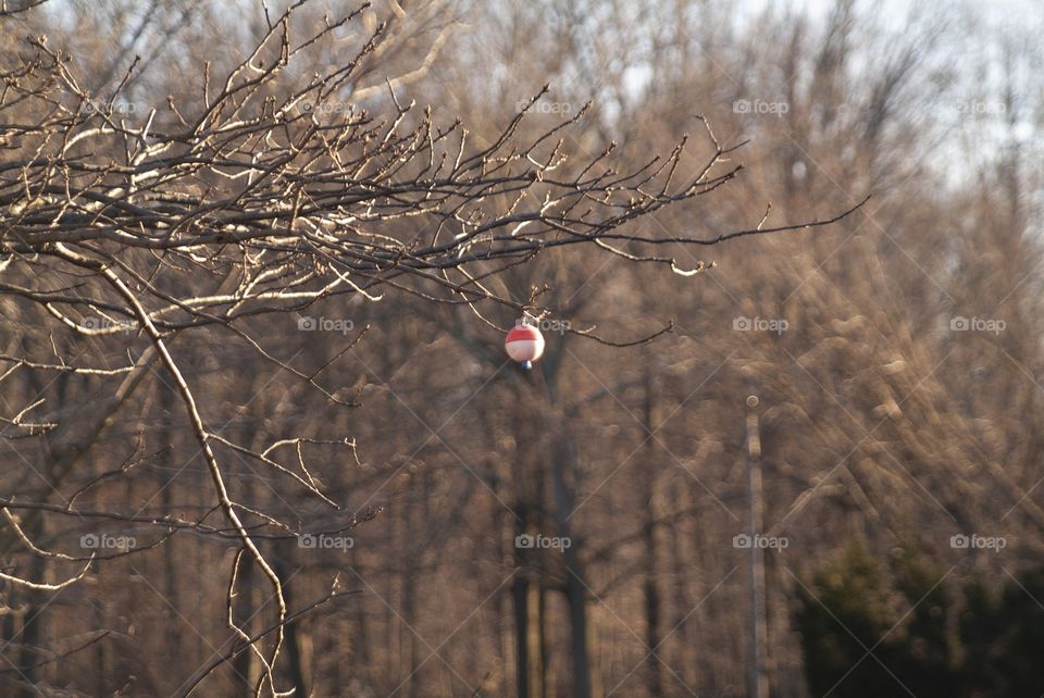 A lone fishing hook hangs from a tree that has shed its leaves as the winter season approaches.