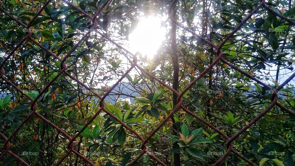 The sunshine over the Chainlink into the forest