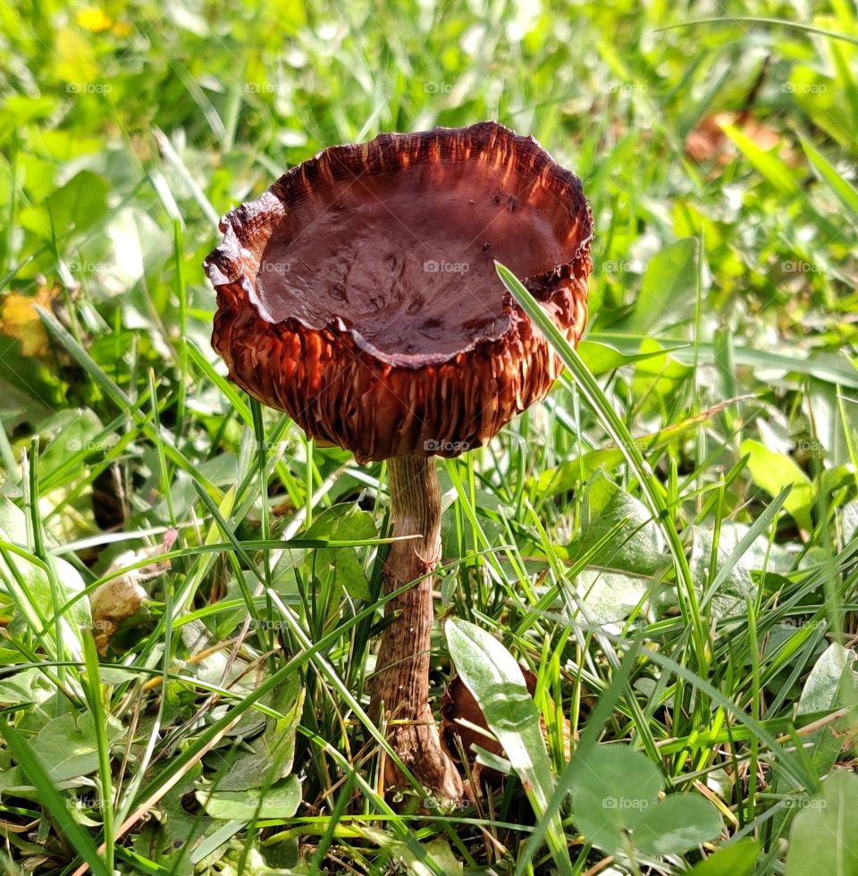 mushroom