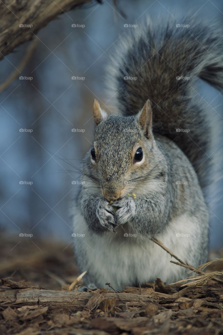 Squirrel finally getting their nut