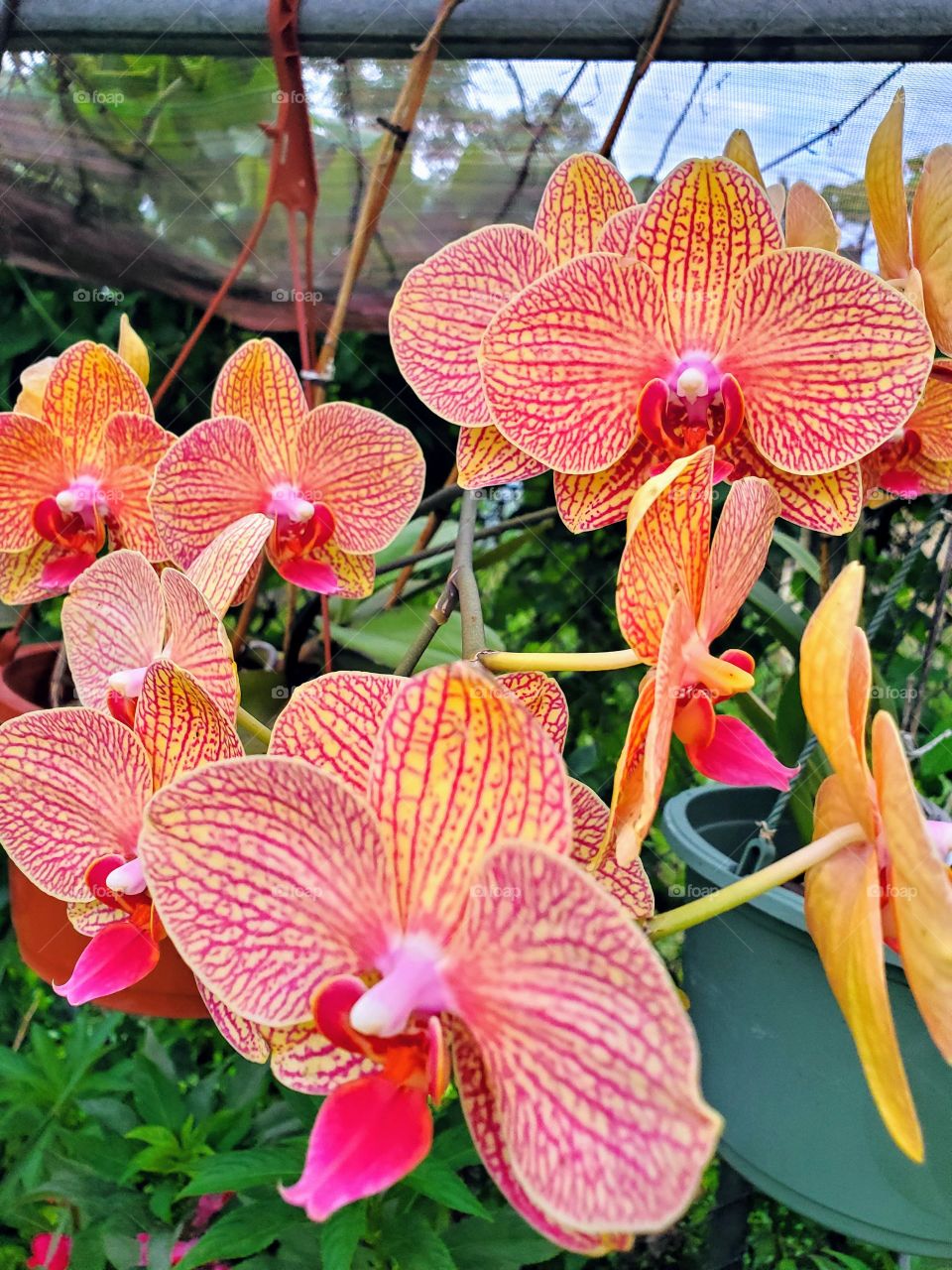 exotic orchids