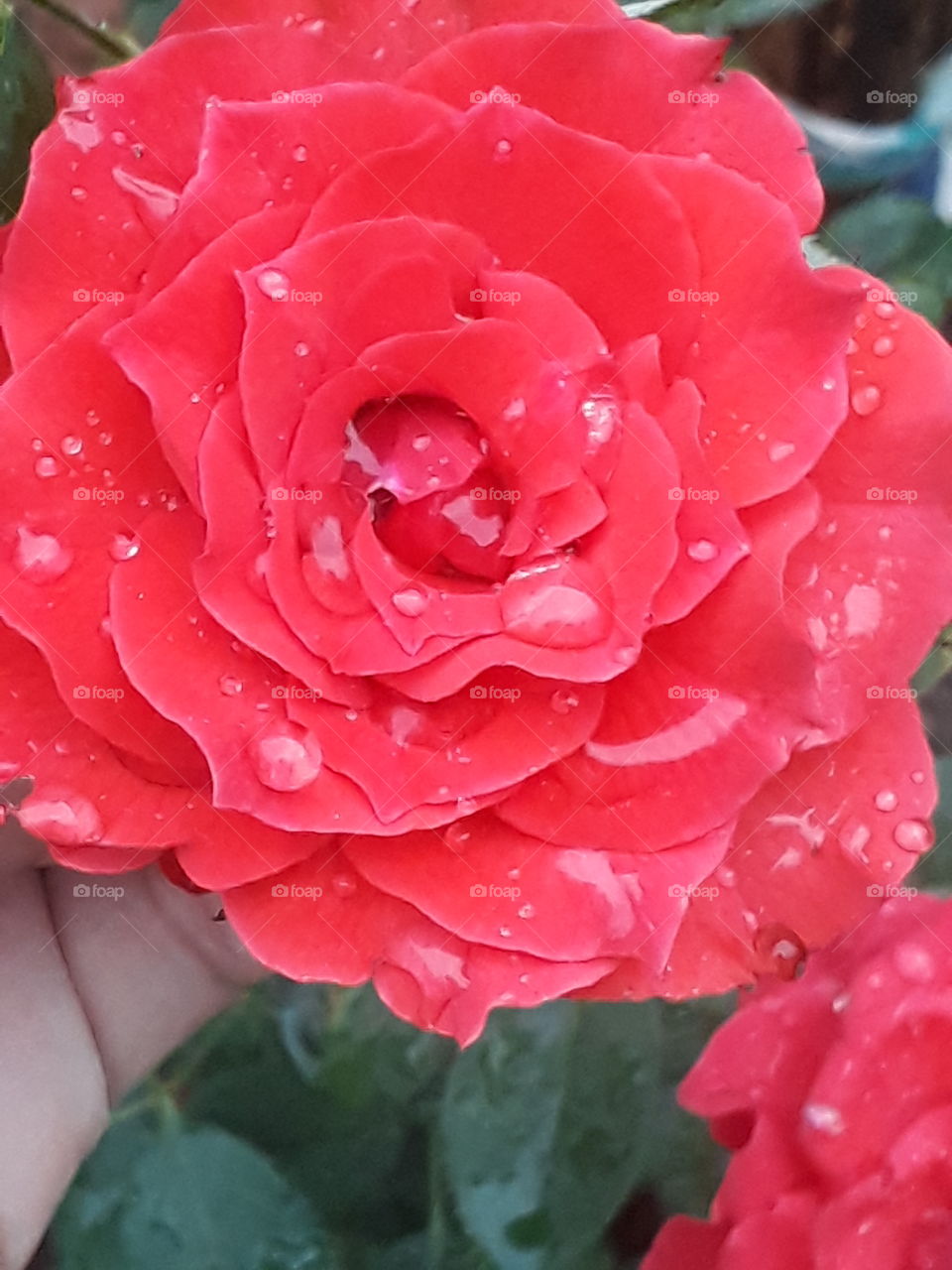 Rosa