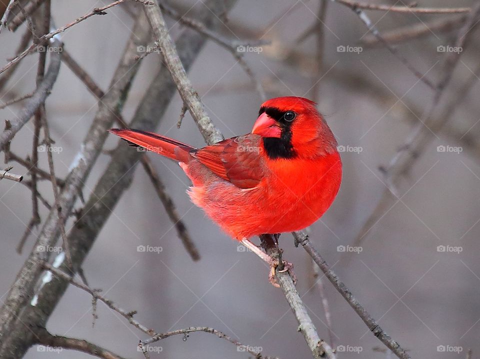 cardinal bird  (male)