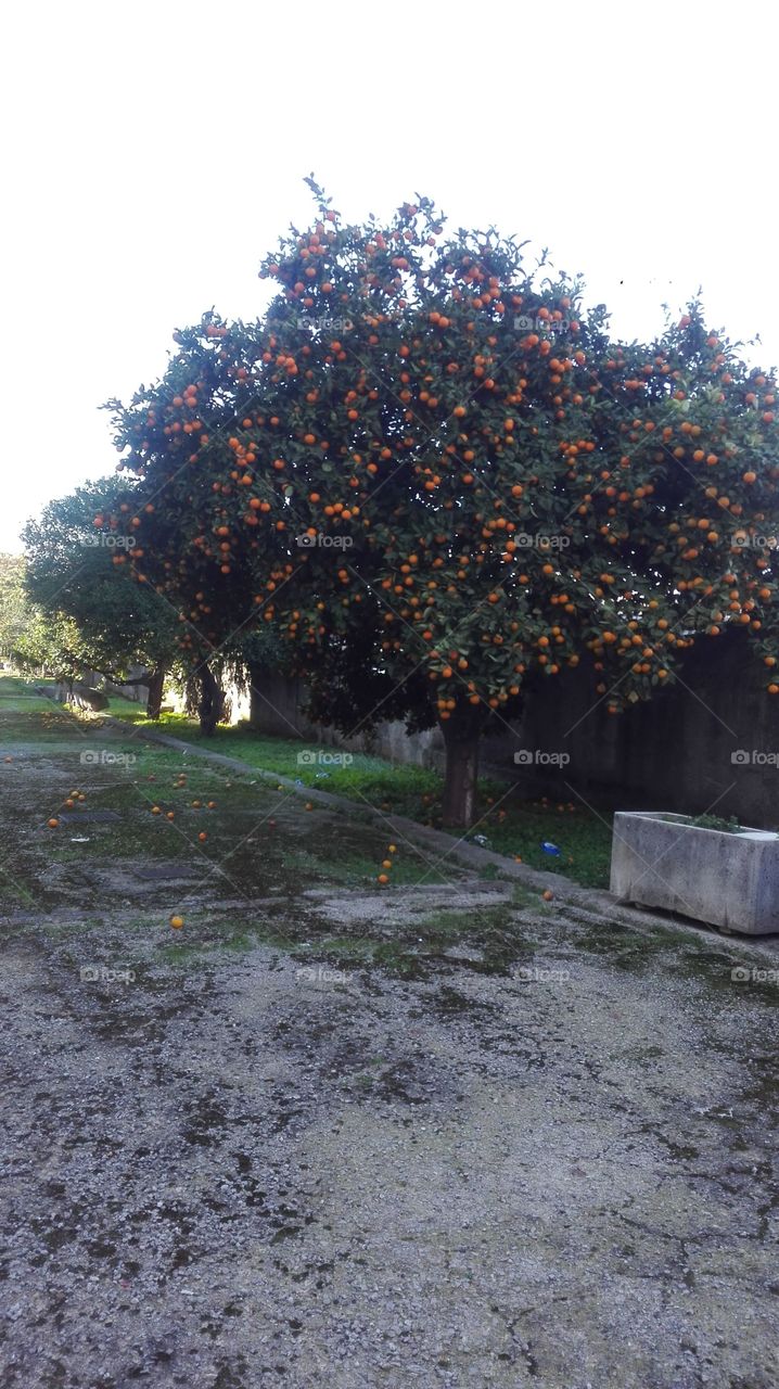 tangerine