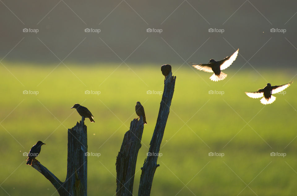 Birds standing on a wooden snag in Espoo, Finland.