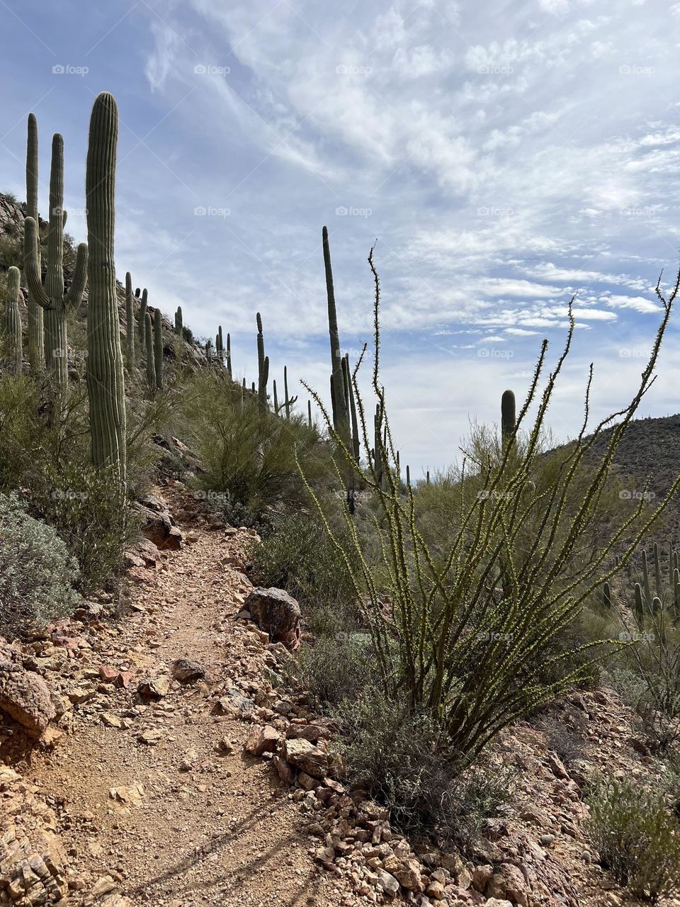 Saguaro cacti in Tucson