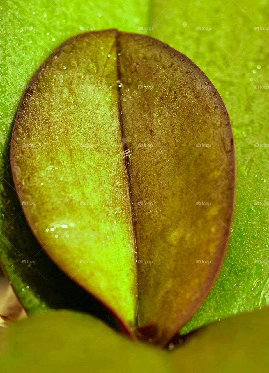 The season of flowers has arrived