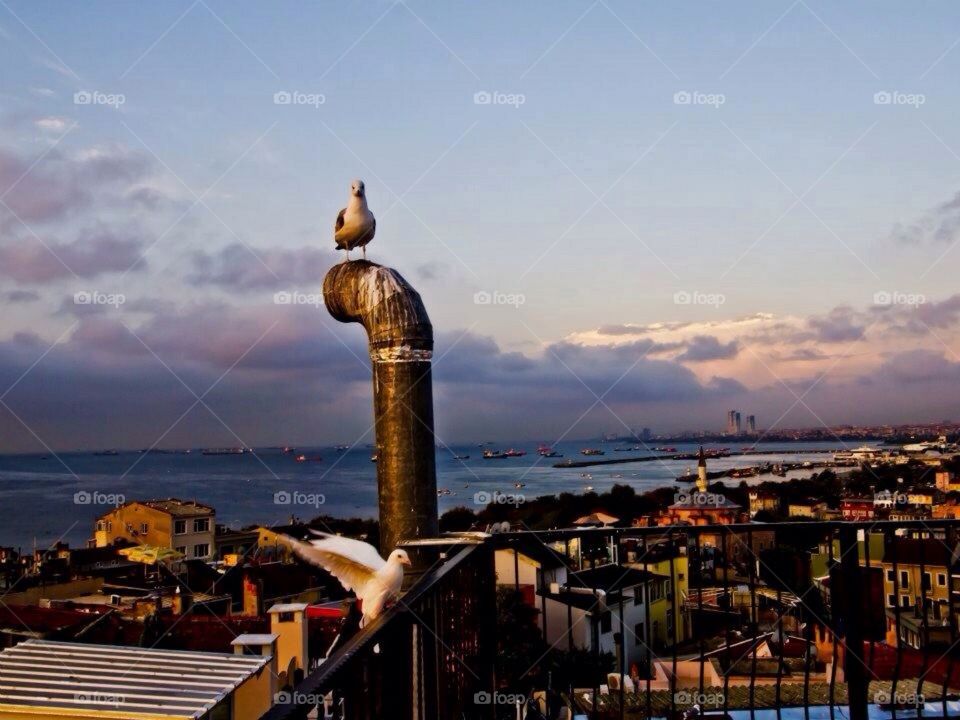 Turkish pigeon Istanbul