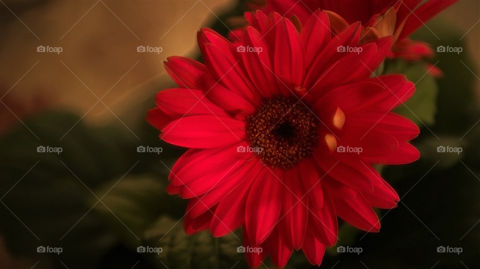 Lovely Red Daisy