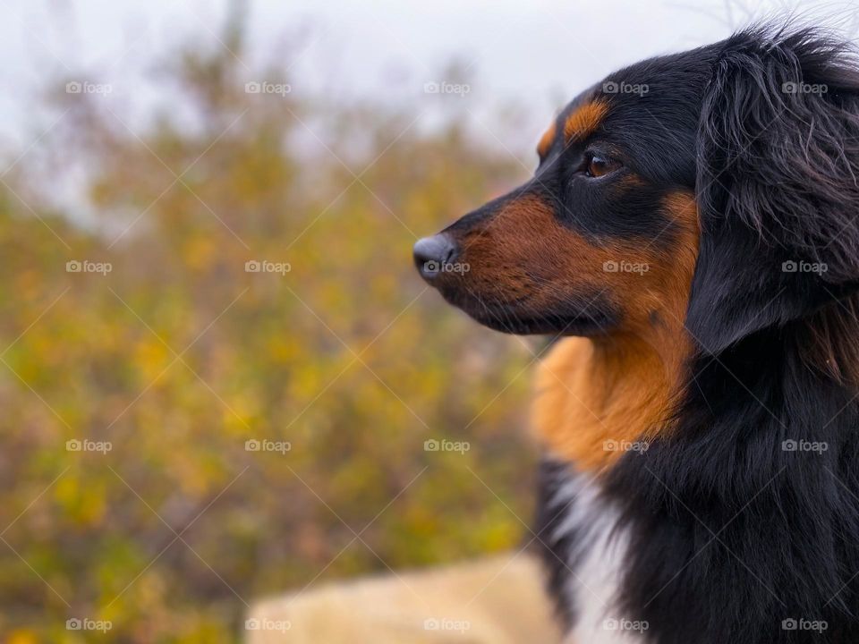 Dog profile on an autumn day hike 