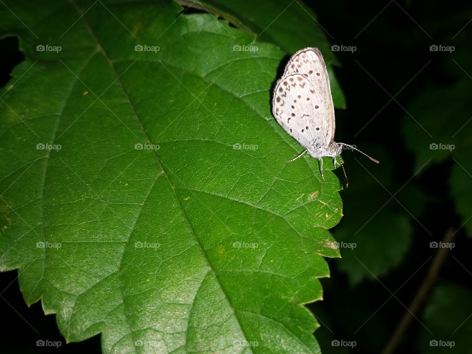 Family Lycaenidae