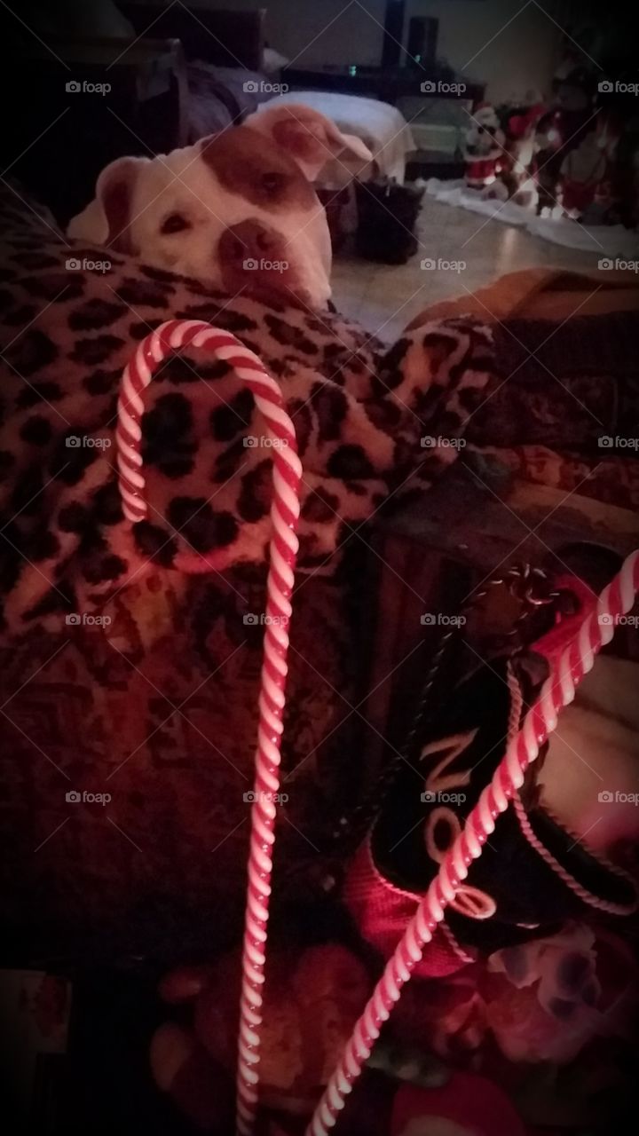 Mindy ever  faithful guarding Christmas in the red glow of the night