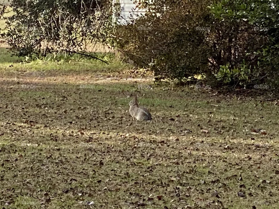 On my walk I saw a rabbit 