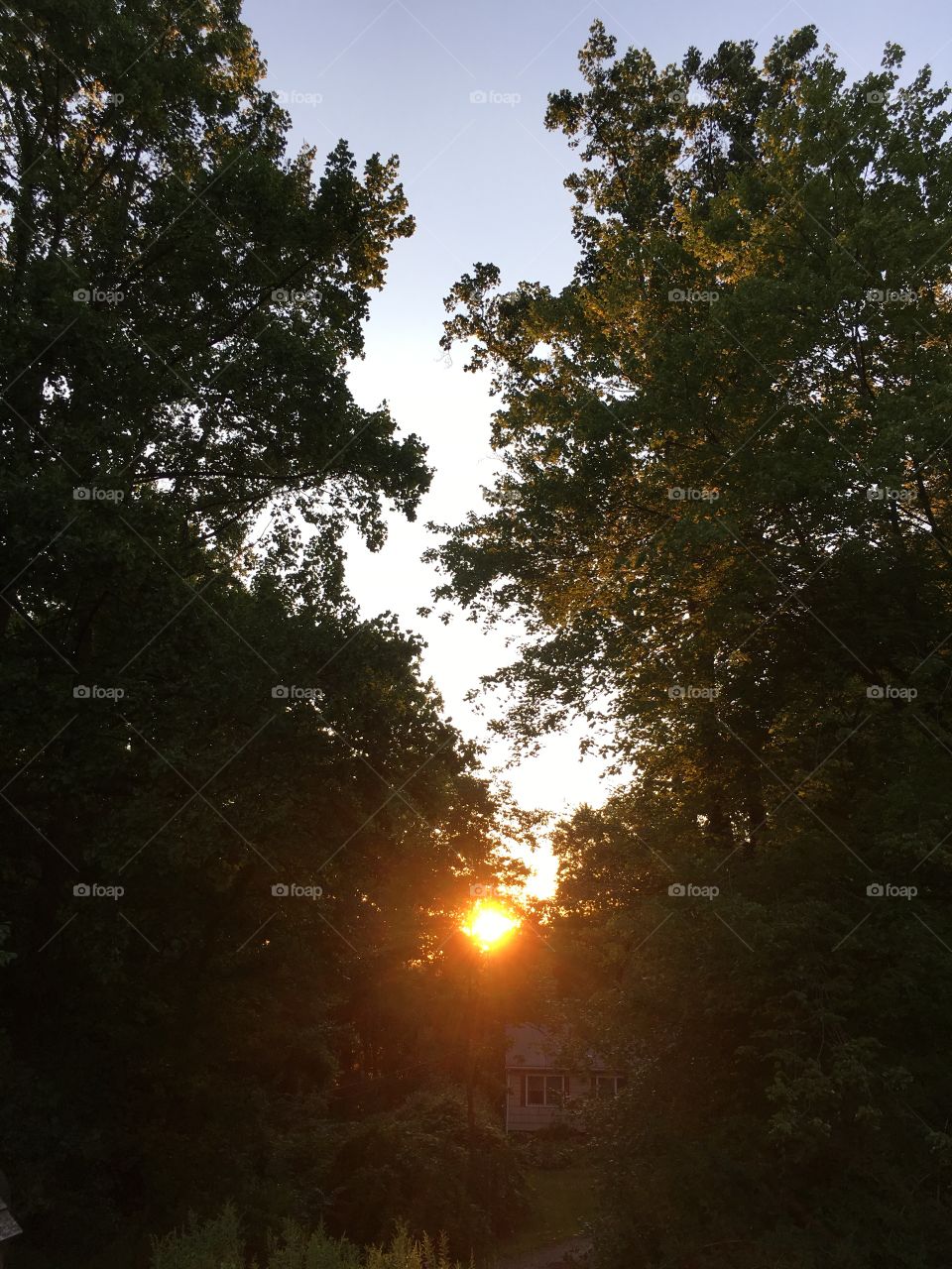 Sunset between trees