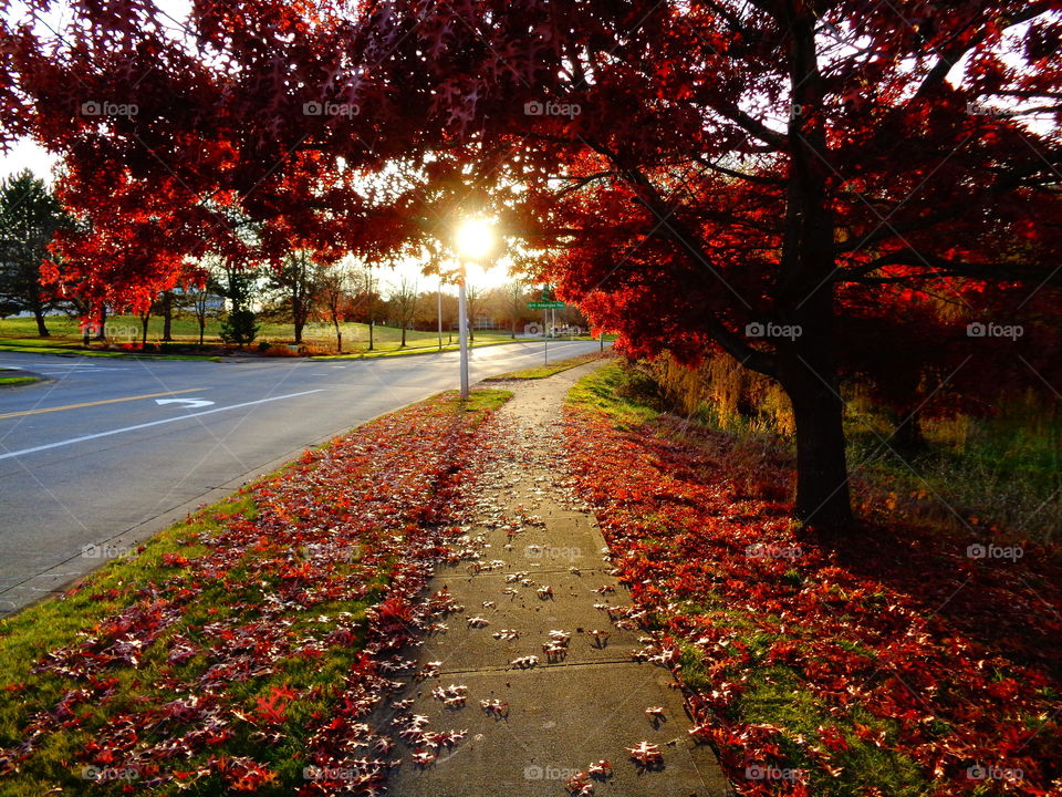 Scarlet leaves strewn about the city roads while the low Autumn sun bathes the landscape in golden ember rays.