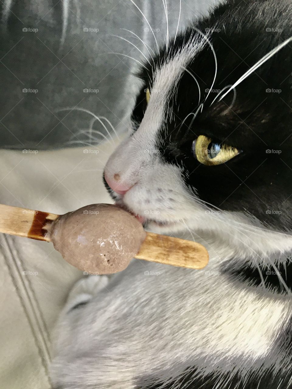 Ice cream cat