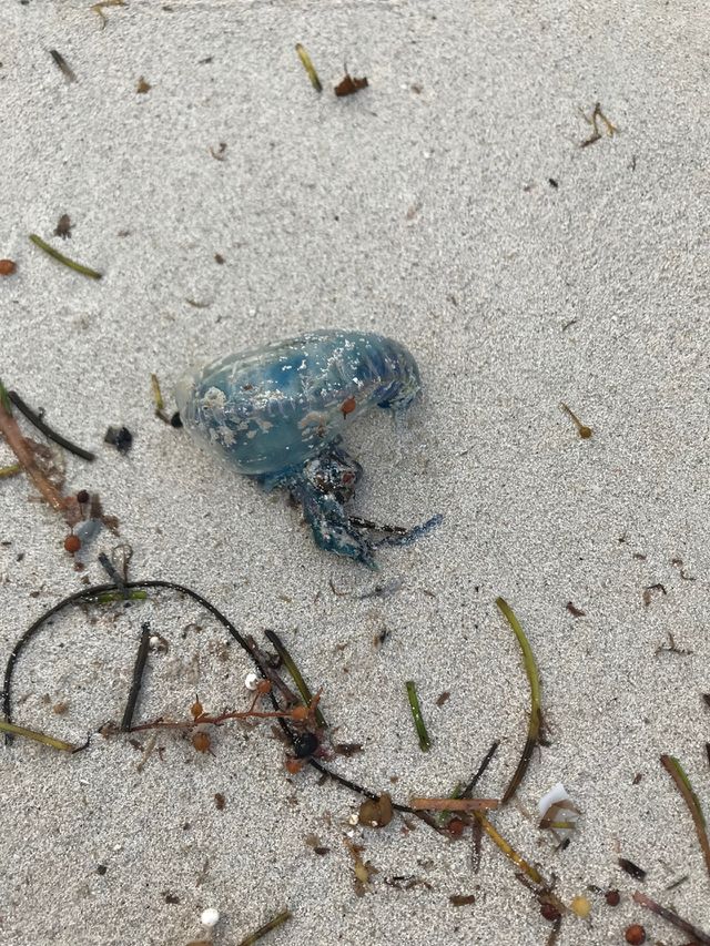 Jellyfish