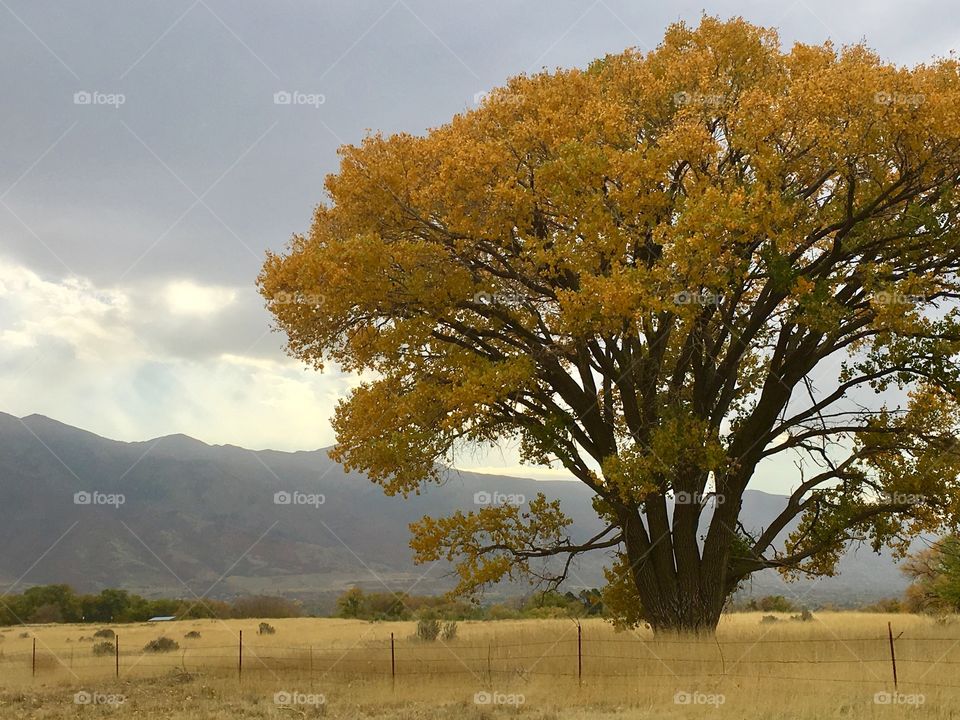 Tree, No Person, Landscape, Outdoors, Nature