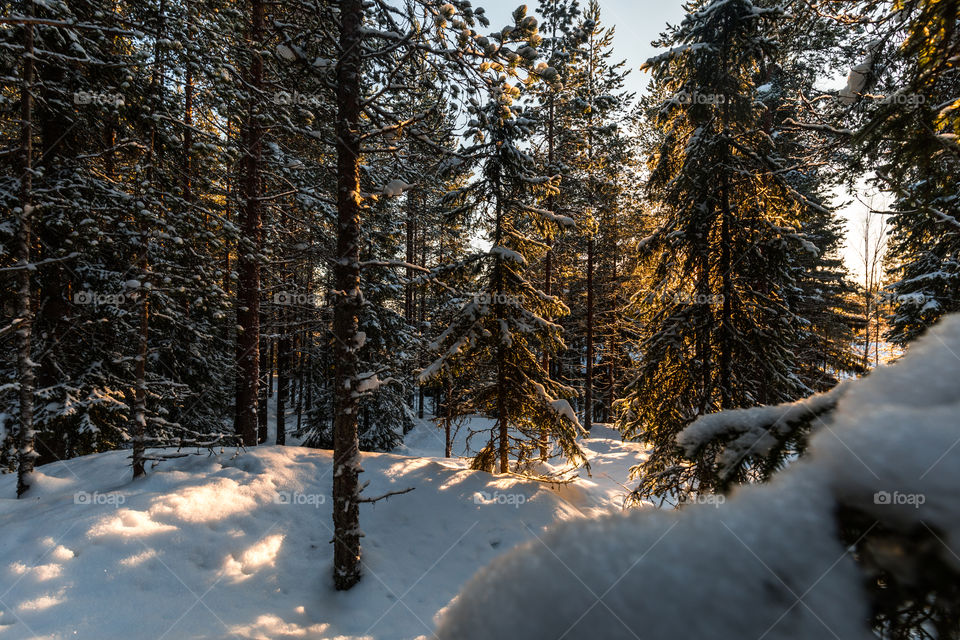 Winter forest sunset sweden
