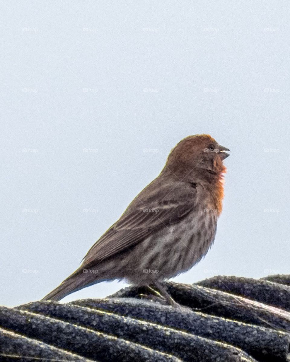 Finch on roof