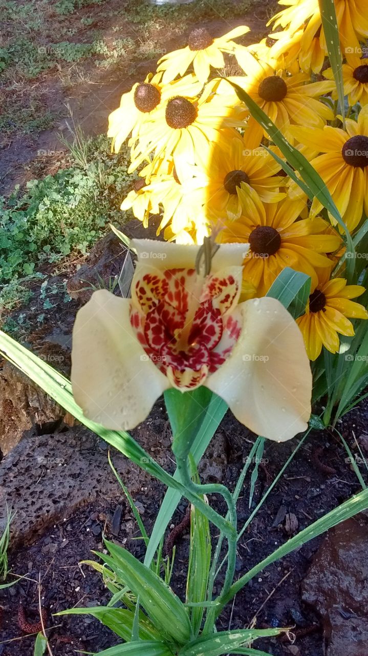 Tigridia, The Mexican Shell Flower
