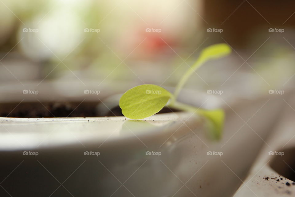 salad leaf