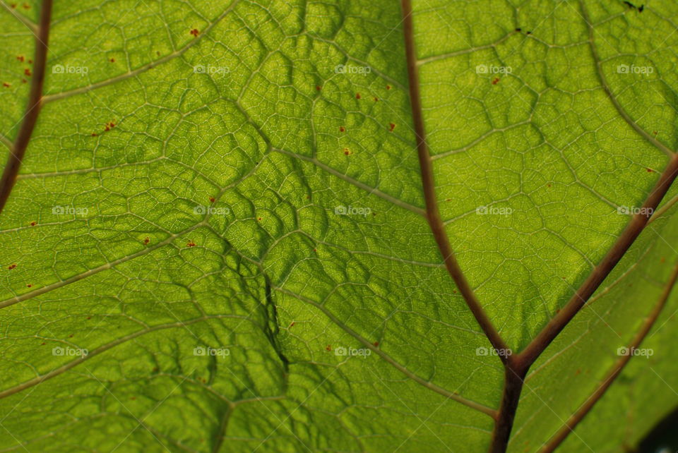 Green leaf