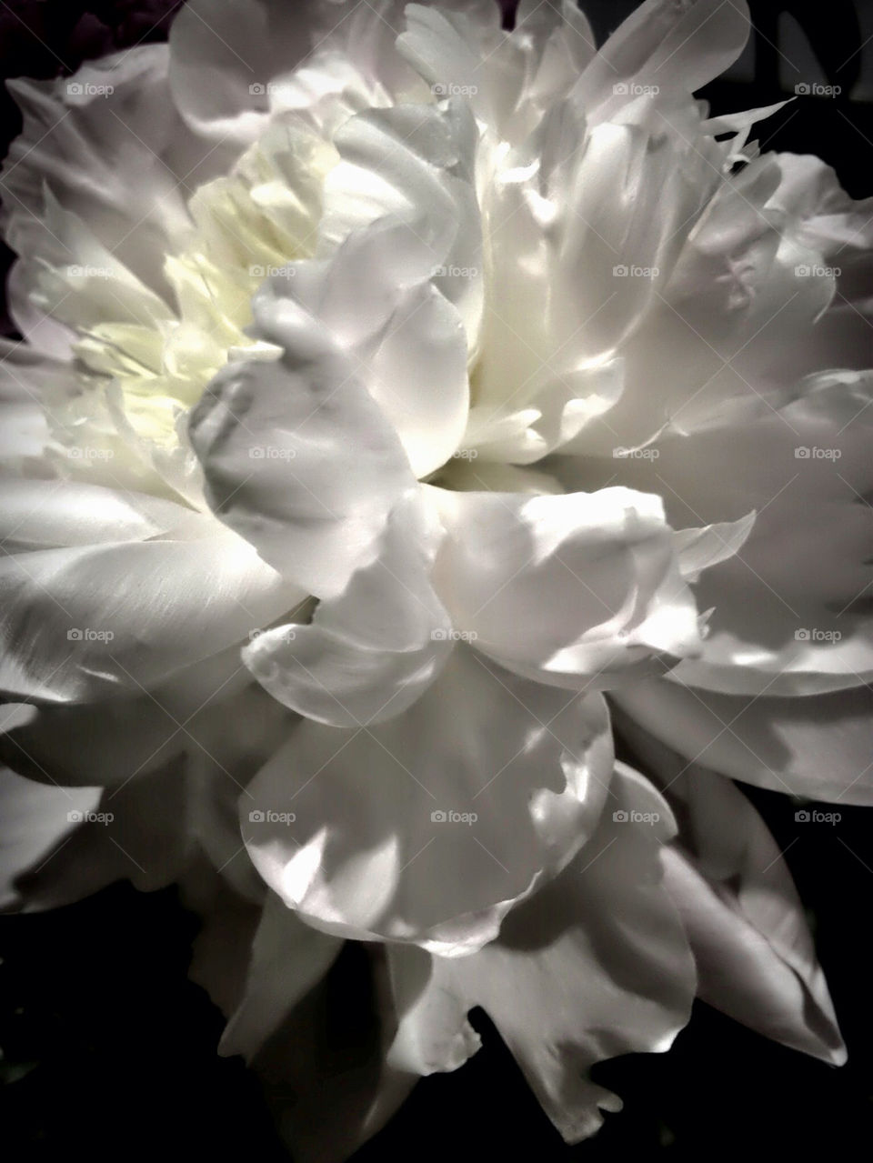 flower white petals peony by lmoss
