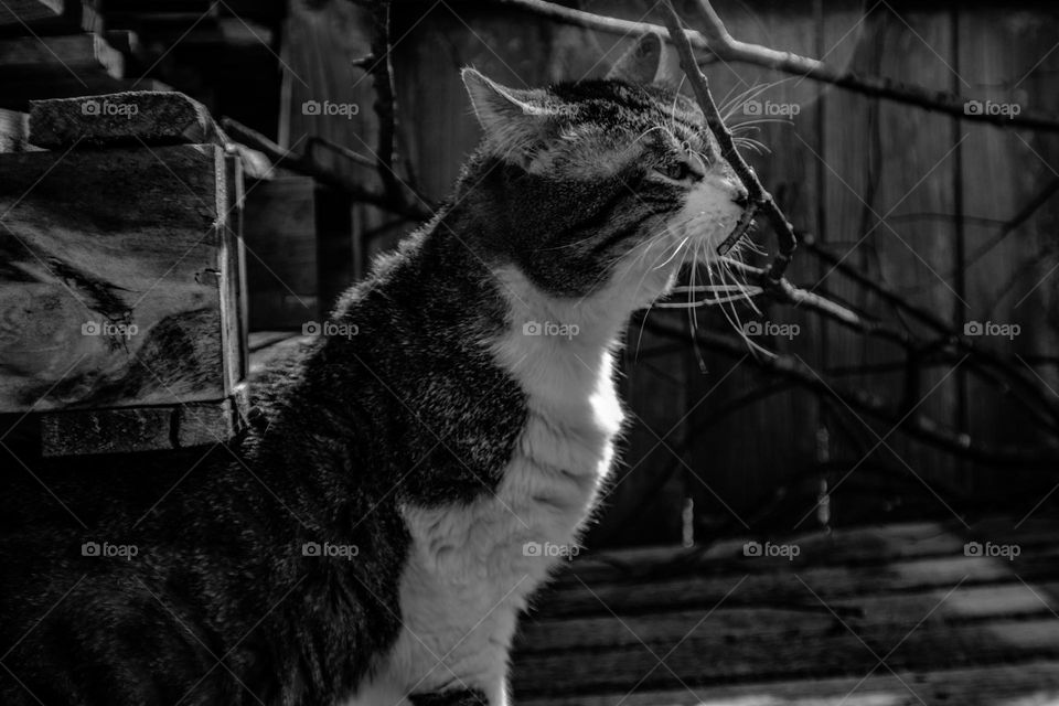 black and white cat stretching under a stack of pallets