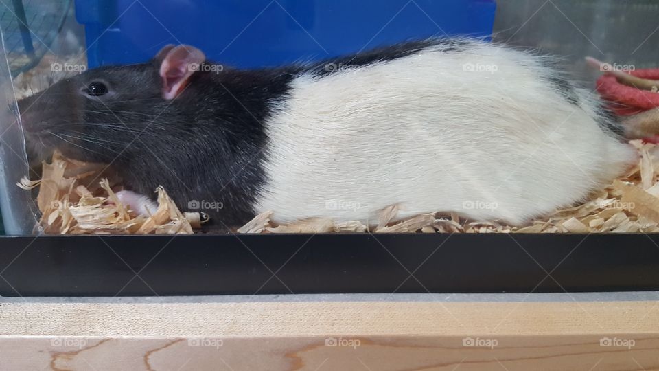 cute rat