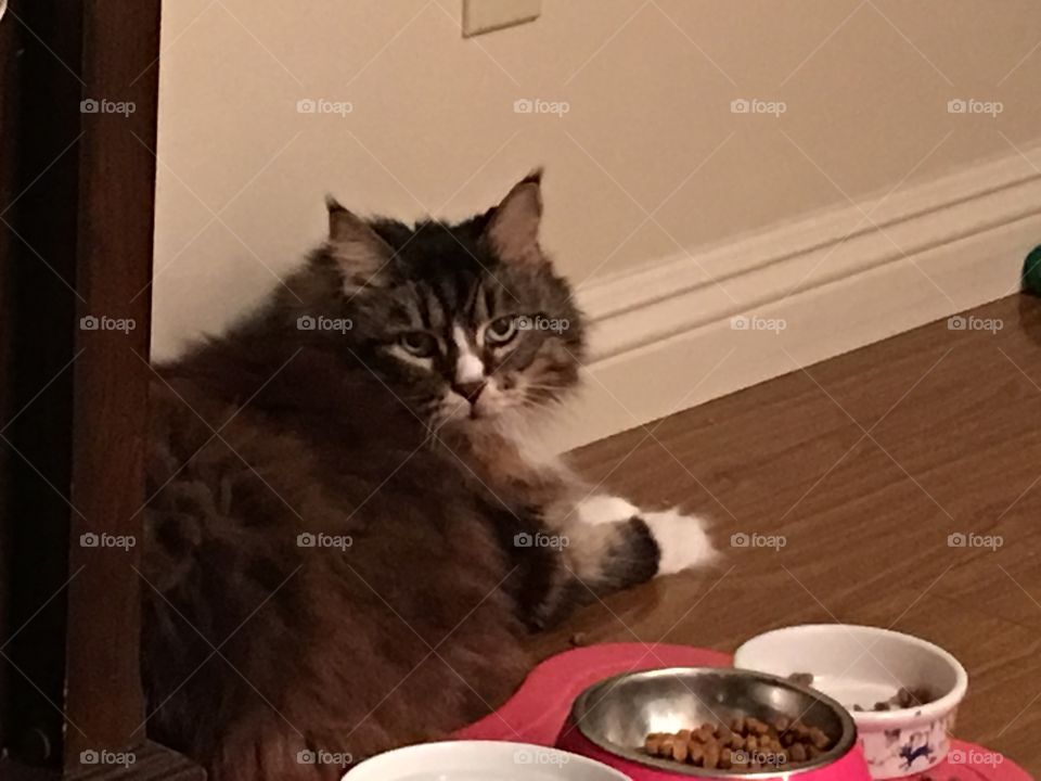 Cat with food dishes 