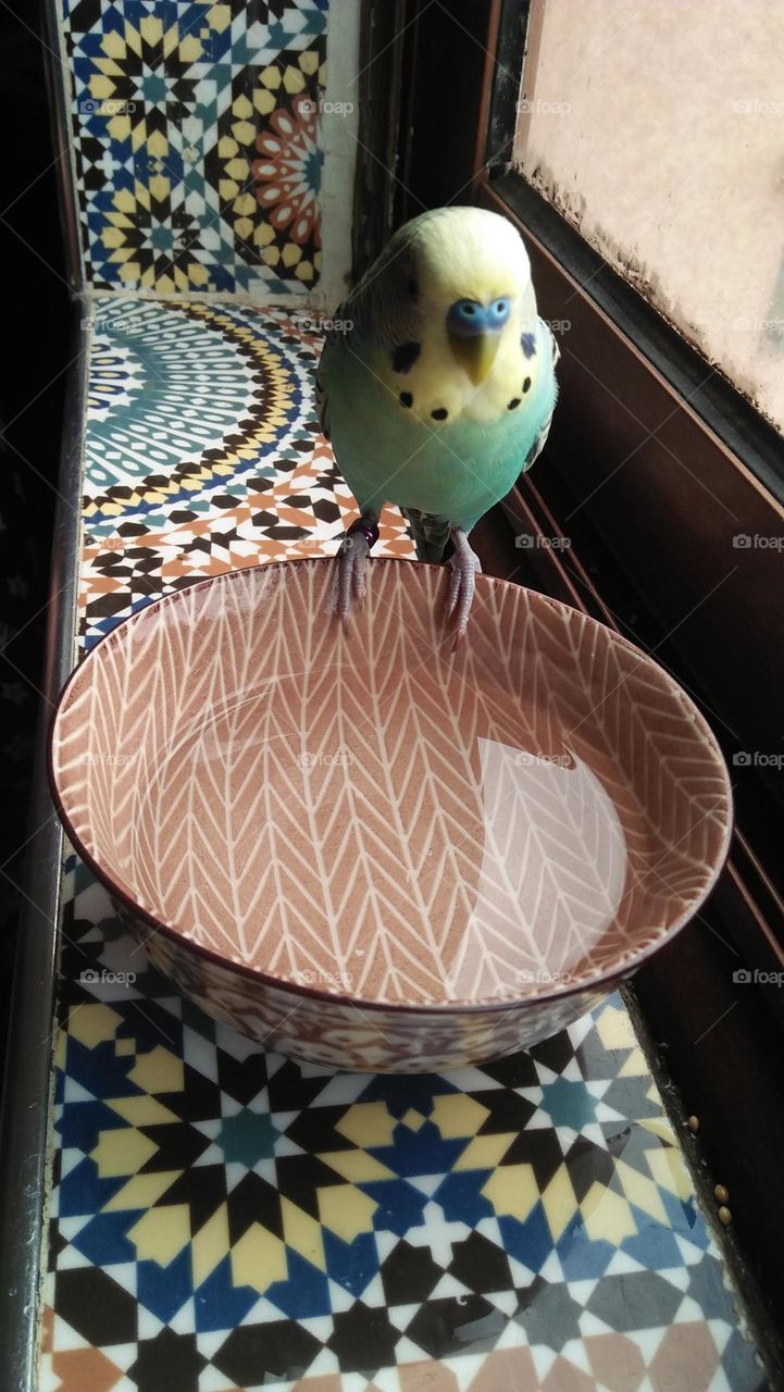 My lover parrot on a plate so as to drink.