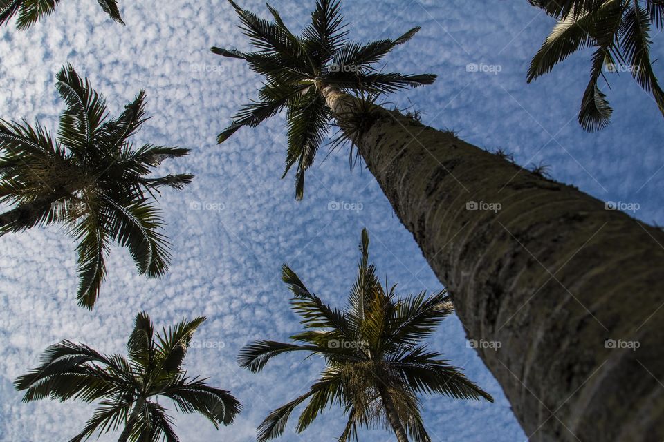 Palm trees