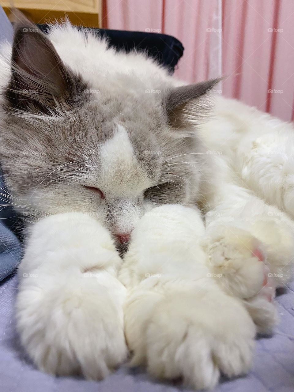 Sleepy ragdoll