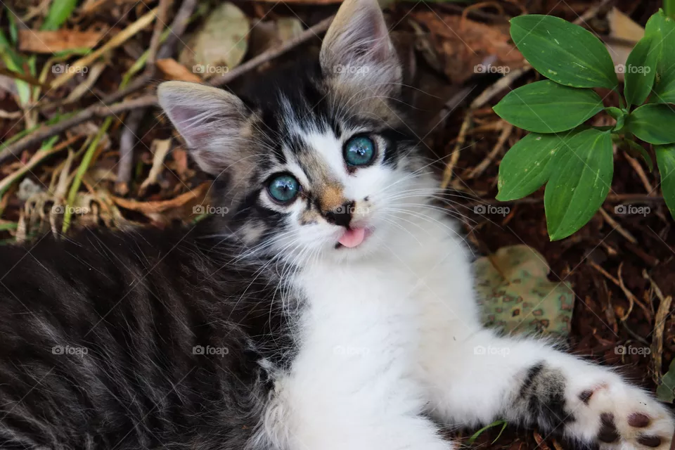 Gatinho.