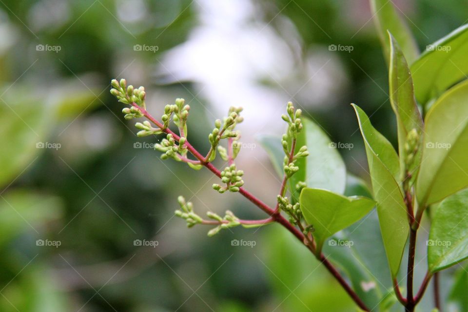 buds forming at the end of winter.