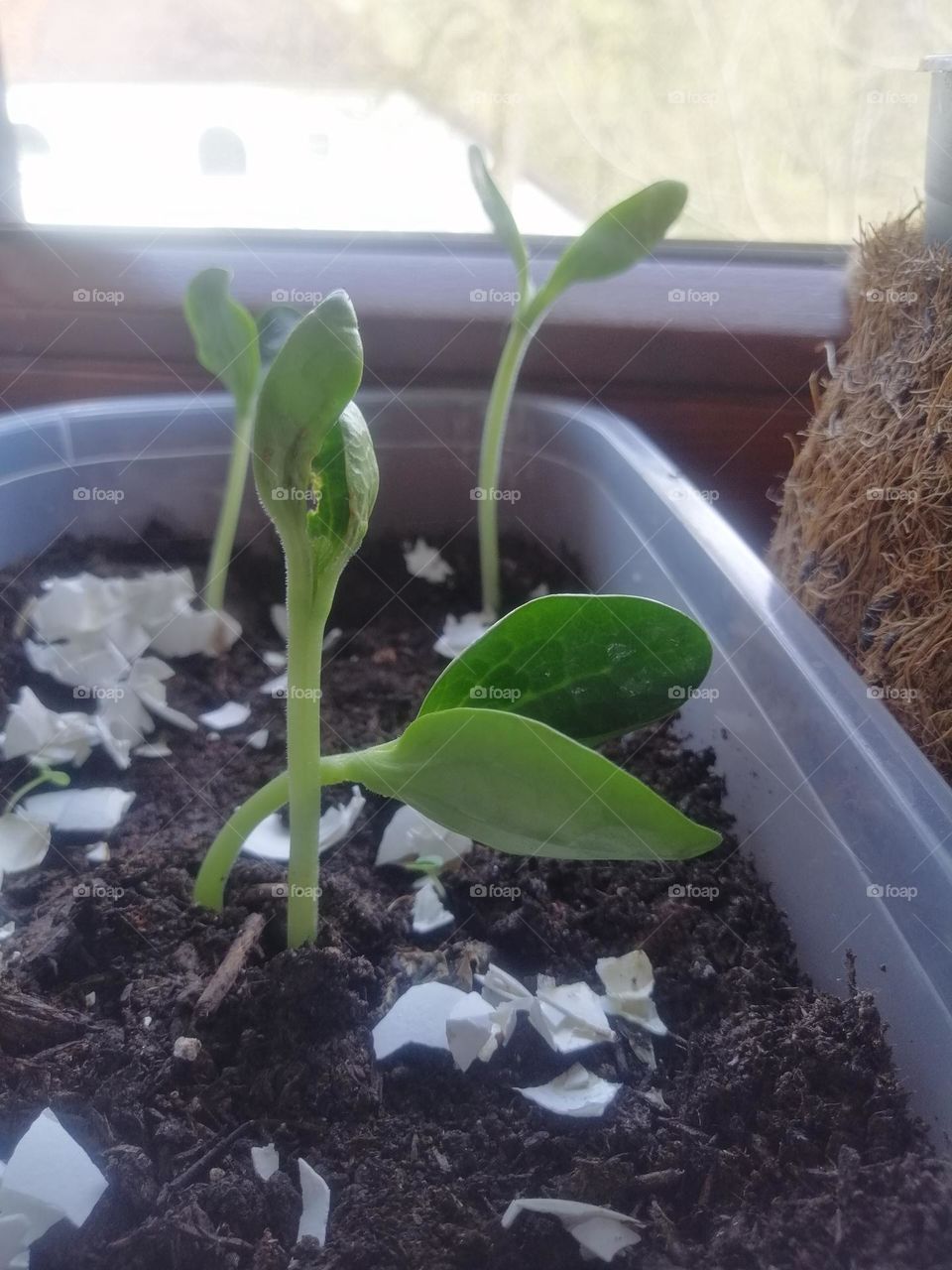 LSummer is coming and my favorite pumpkin