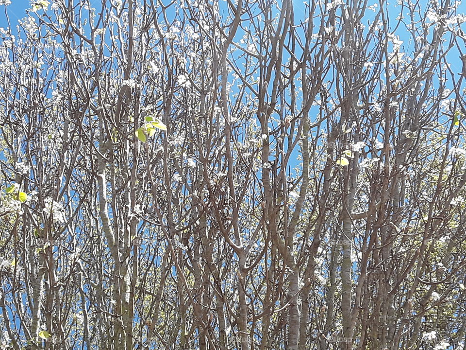 Natural flowers and tree limbs